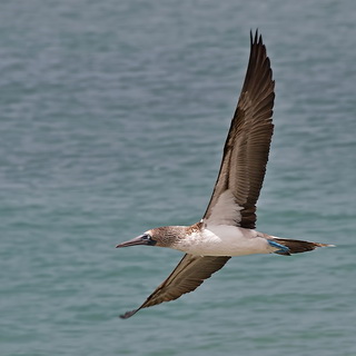 Galapagos - San Cristobal - Blue-footed booby